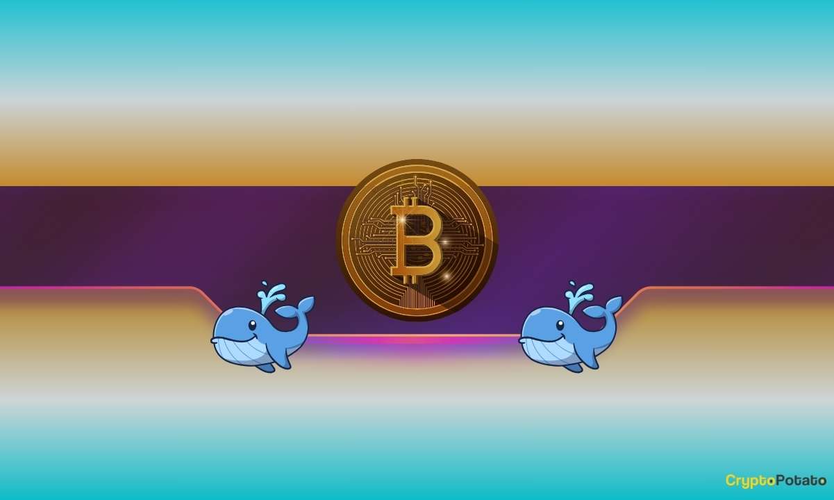 220,000 BTC Vanish in a Year: Are Whales Behind Bitcoin’s Slide?