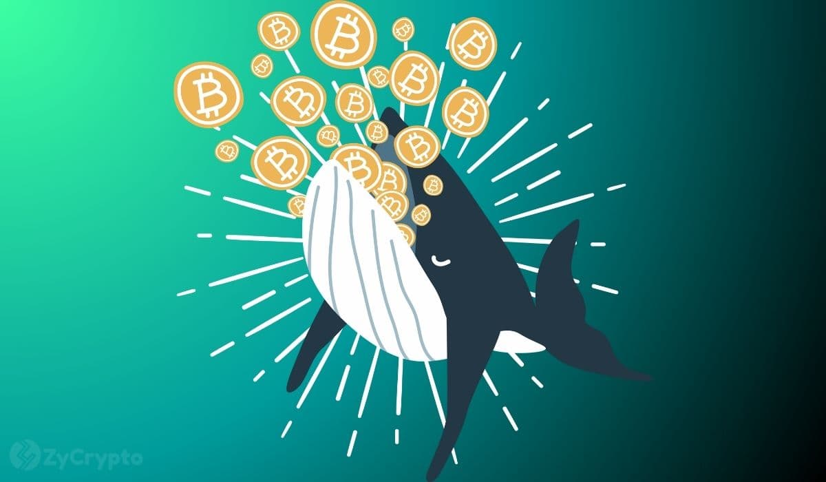 Bitcoin Whales Accumulate Aggressively As Price Slumps 20% in 3 Months